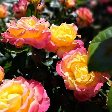 度假居 Wczasymazurskie - Caloroczny 